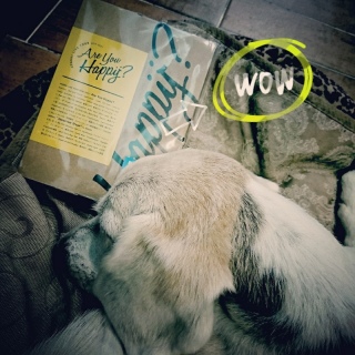 [Are You Happy?] live tour 2016-2017